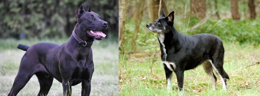 Lapponian Herder vs Canis Panther - Breed Comparison