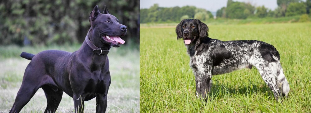 Large Munsterlander vs Canis Panther - Breed Comparison