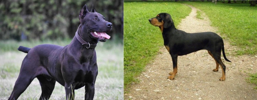 Latvian Hound vs Canis Panther - Breed Comparison