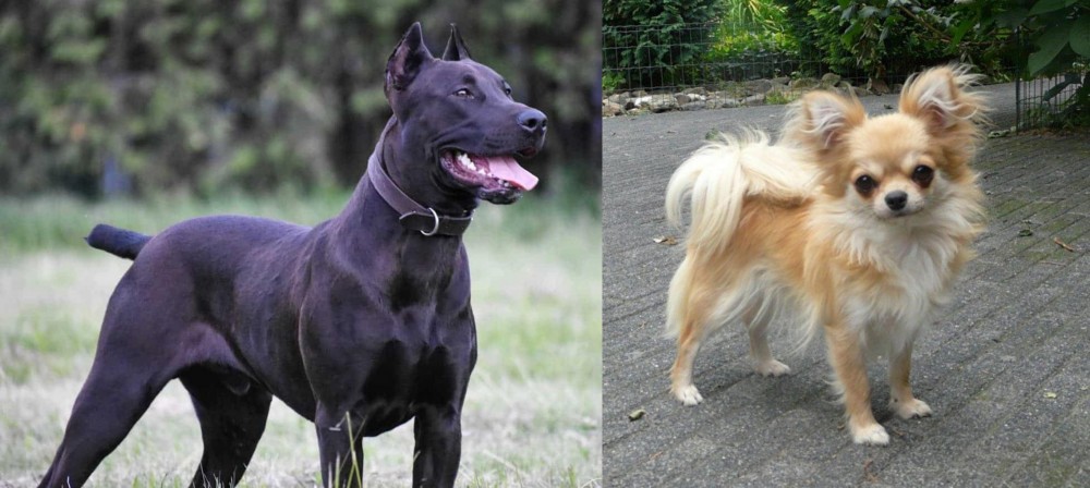 Long Haired Chihuahua vs Canis Panther - Breed Comparison