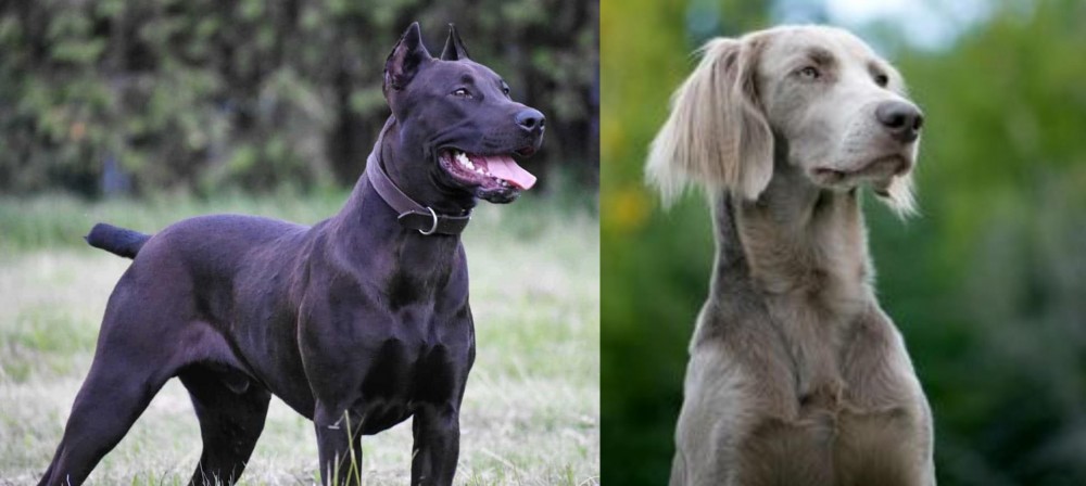 Longhaired Weimaraner vs Canis Panther - Breed Comparison