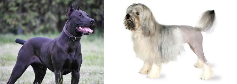 Lowchen vs Canis Panther - Breed Comparison