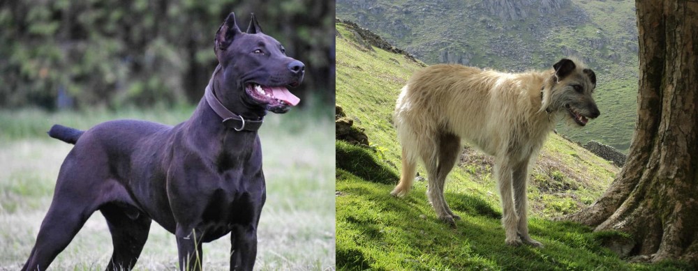 Lurcher vs Canis Panther - Breed Comparison