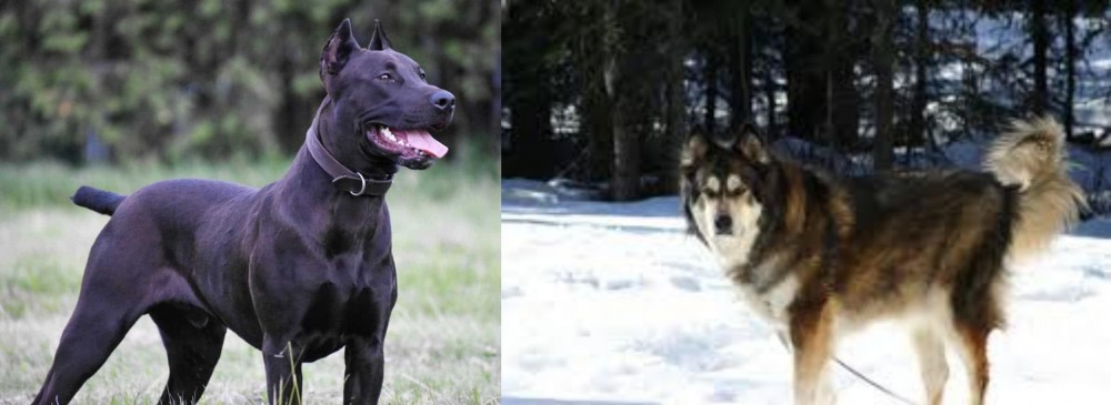 Mackenzie River Husky vs Canis Panther - Breed Comparison