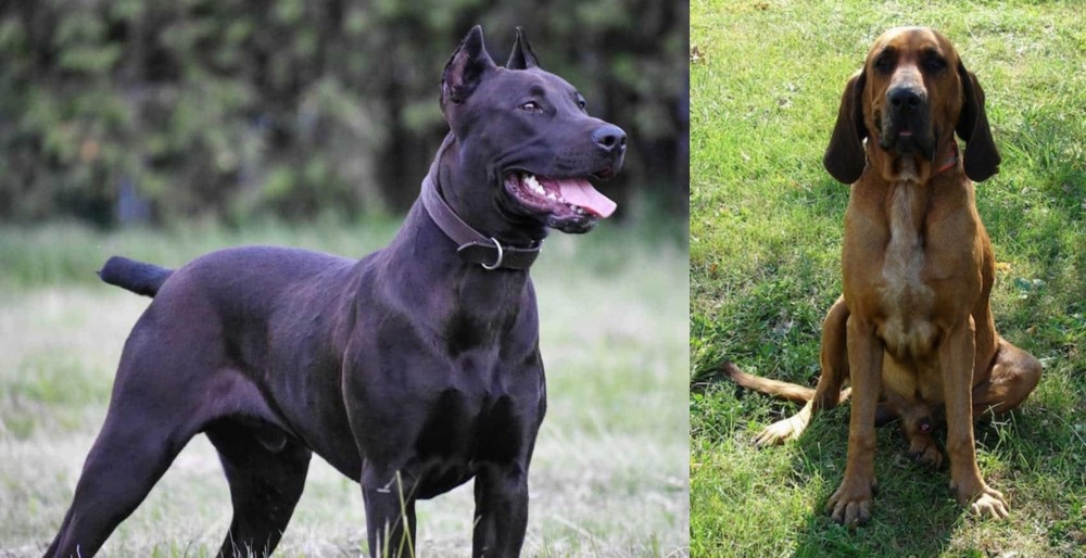 Majestic Tree Hound vs Canis Panther - Breed Comparison
