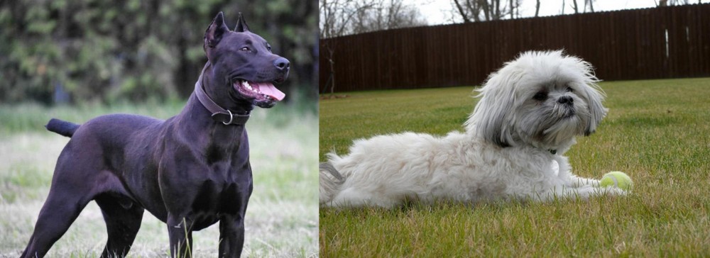 Mal-Shi vs Canis Panther - Breed Comparison