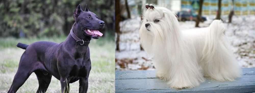 Maltese vs Canis Panther - Breed Comparison