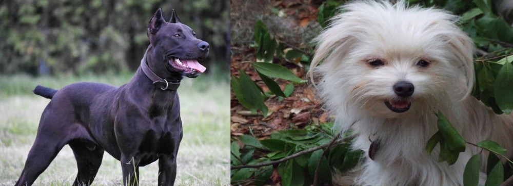 Malti-Pom vs Canis Panther - Breed Comparison
