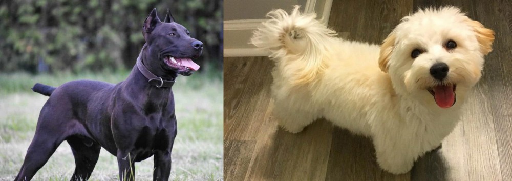 Maltipoo vs Canis Panther - Breed Comparison