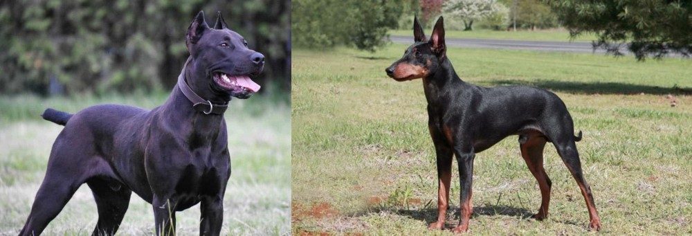 Manchester Terrier vs Canis Panther - Breed Comparison