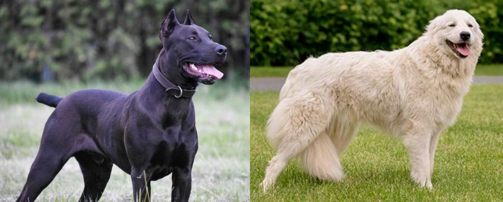 Maremma Sheepdog vs Canis Panther - Breed Comparison