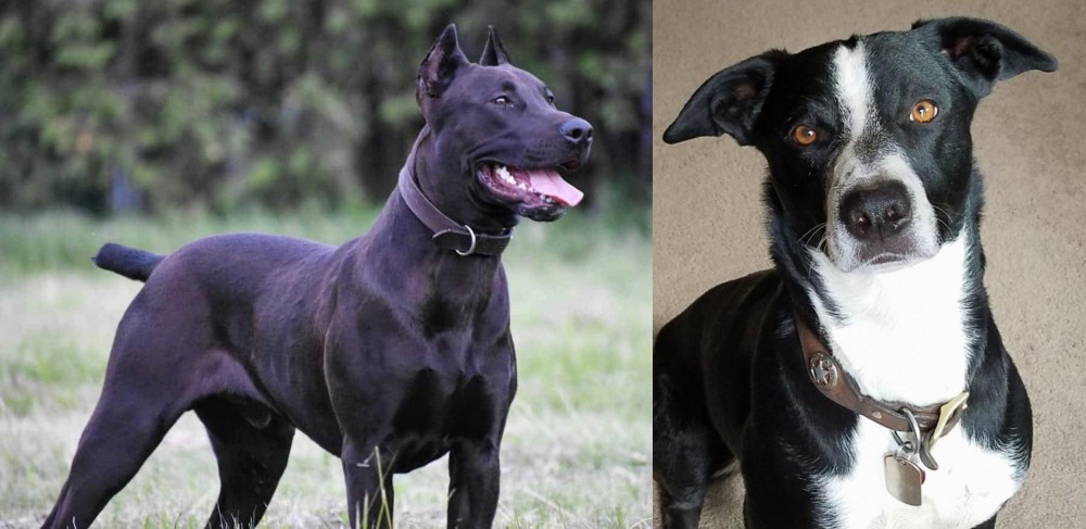 McNab vs Canis Panther - Breed Comparison