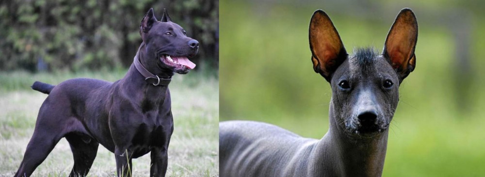 Mexican Hairless vs Canis Panther - Breed Comparison