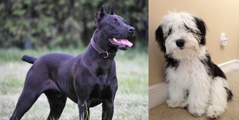 Mini Sheepadoodles vs Canis Panther - Breed Comparison