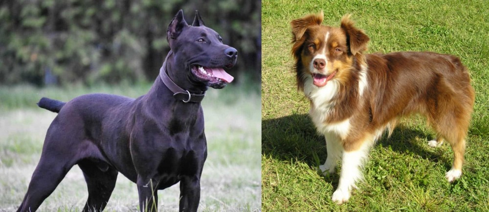 Miniature Australian Shepherd vs Canis Panther - Breed Comparison