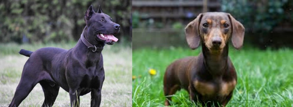 Miniature Dachshund vs Canis Panther - Breed Comparison