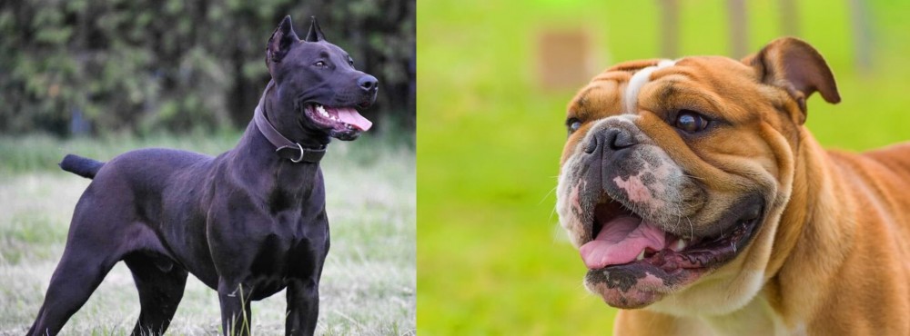 Miniature English Bulldog vs Canis Panther - Breed Comparison