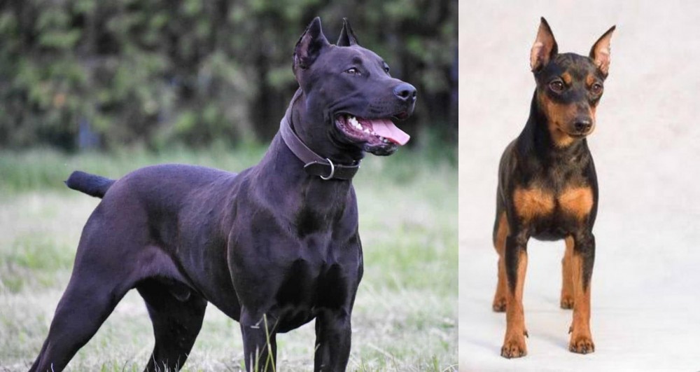 Miniature Pinscher vs Canis Panther - Breed Comparison