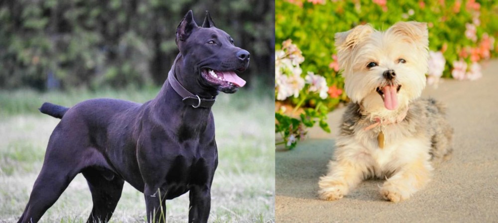Morkie vs Canis Panther - Breed Comparison