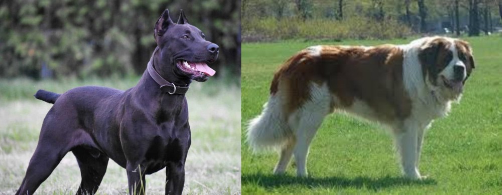 Moscow Watchdog vs Canis Panther - Breed Comparison