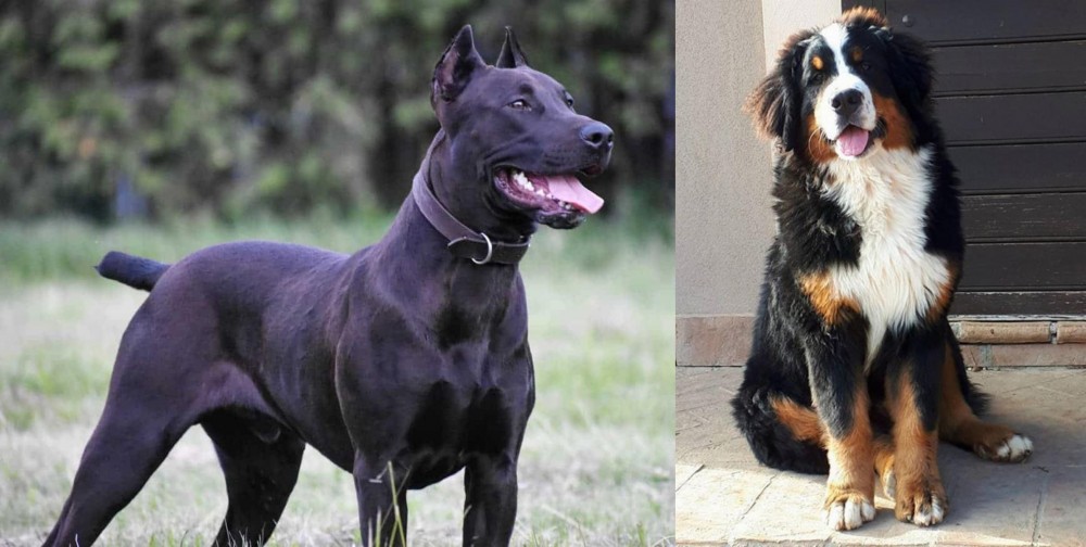 Mountain Burmese vs Canis Panther - Breed Comparison