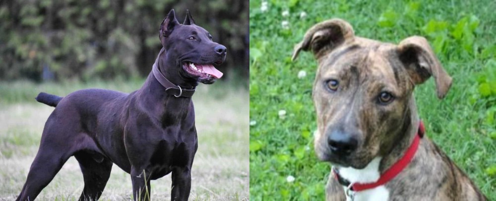 Mountain Cur vs Canis Panther - Breed Comparison