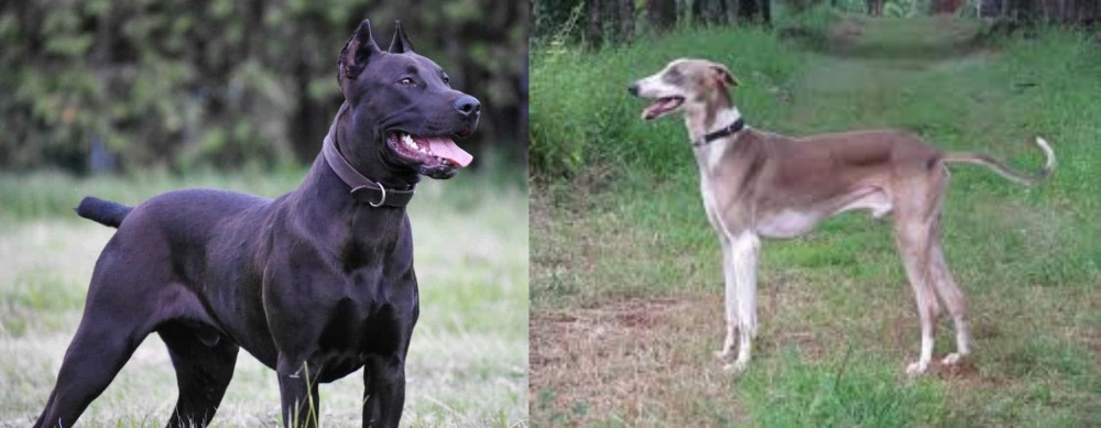 Mudhol Hound vs Canis Panther - Breed Comparison