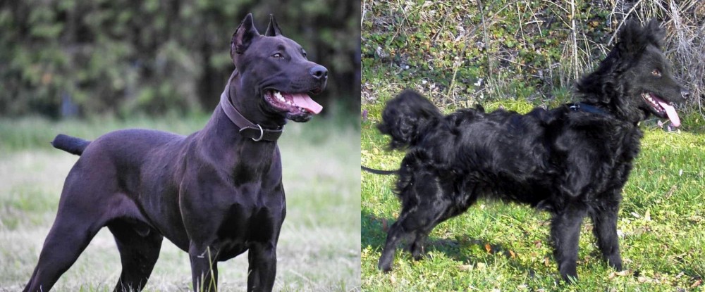 Mudi vs Canis Panther - Breed Comparison