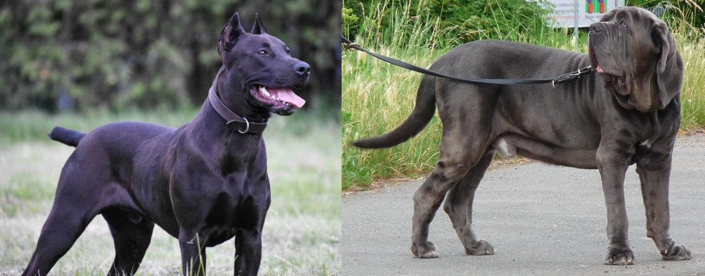 Neapolitan Mastiff vs Canis Panther - Breed Comparison