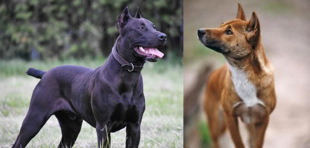 New Guinea Singing Dog vs Canis Panther - Breed Comparison