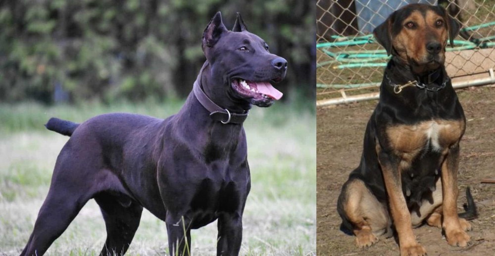 New Zealand Huntaway vs Canis Panther - Breed Comparison