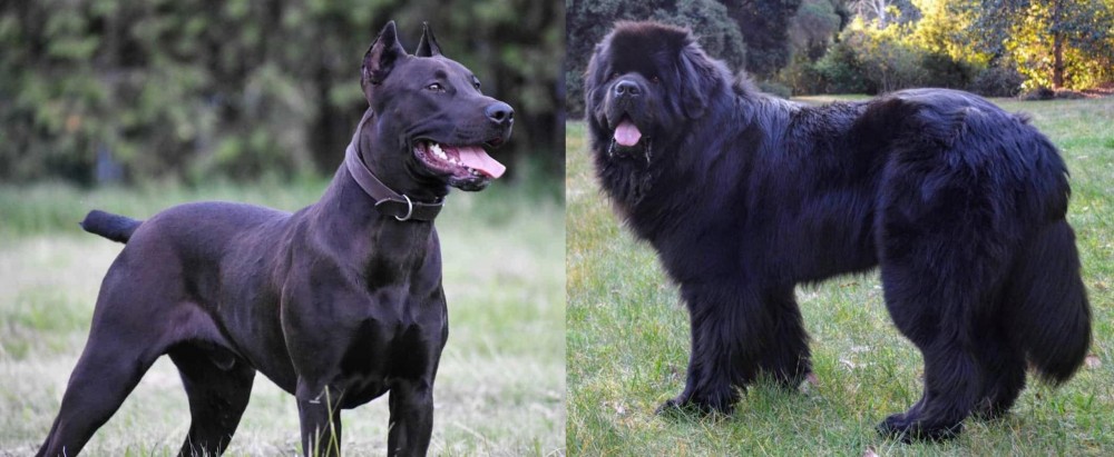 Newfoundland Dog vs Canis Panther - Breed Comparison