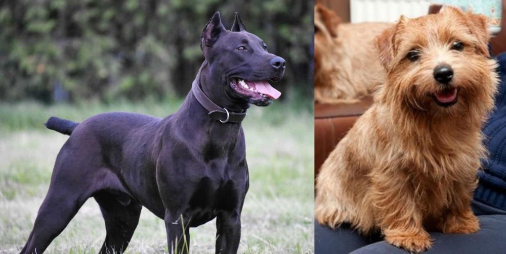 Norfolk Terrier vs Canis Panther - Breed Comparison