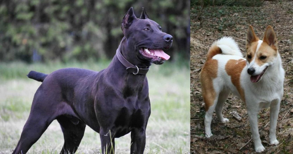 Norrbottenspets vs Canis Panther - Breed Comparison