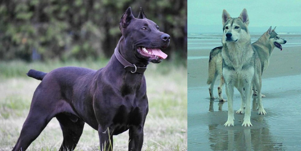 Northern Inuit Dog vs Canis Panther - Breed Comparison