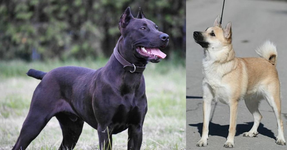 Norwegian Buhund vs Canis Panther - Breed Comparison