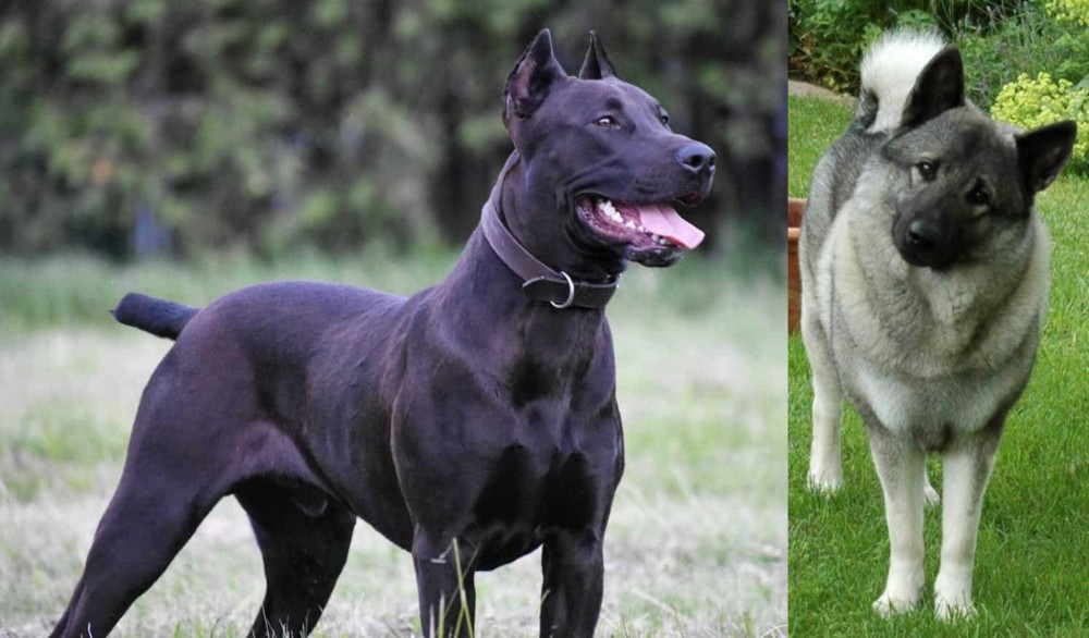 Norwegian Elkhound vs Canis Panther - Breed Comparison