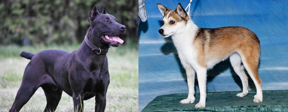 Norwegian Lundehund vs Canis Panther - Breed Comparison