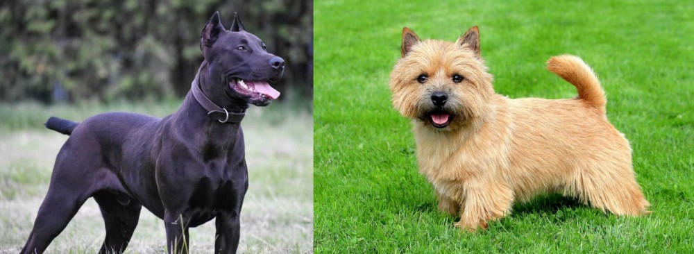 Norwich Terrier vs Canis Panther - Breed Comparison