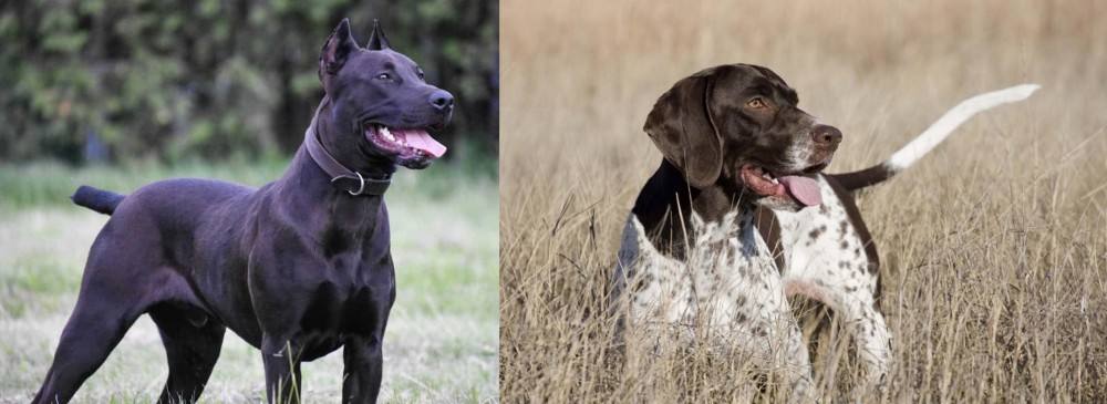 Old Danish Pointer vs Canis Panther - Breed Comparison