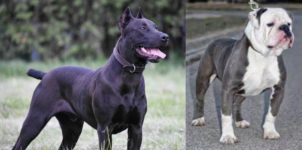 Old English Bulldog vs Canis Panther - Breed Comparison