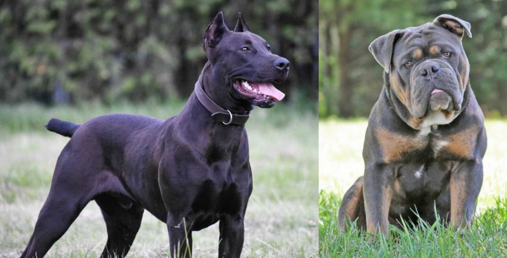 Olde English Bulldogge vs Canis Panther - Breed Comparison