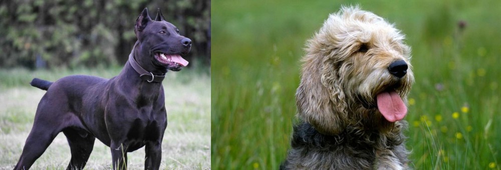 Otterhound vs Canis Panther - Breed Comparison