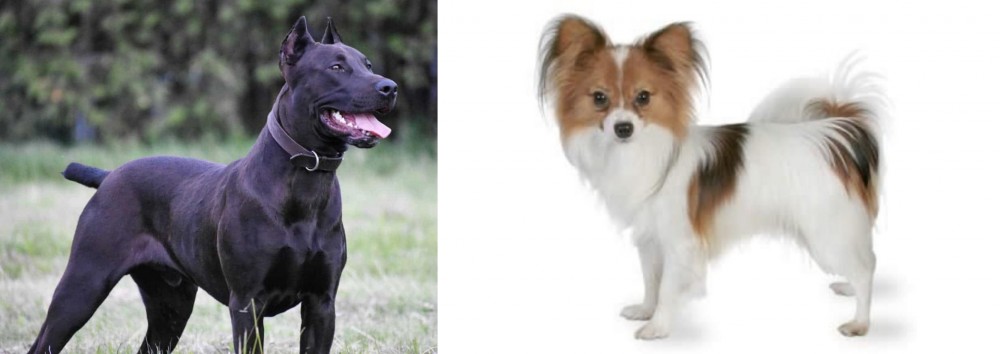 Papillon vs Canis Panther - Breed Comparison