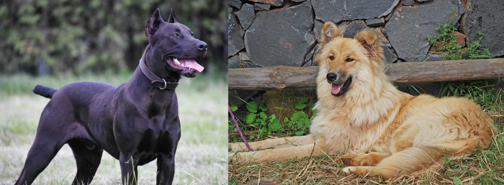 Pastor Garafiano vs Canis Panther - Breed Comparison