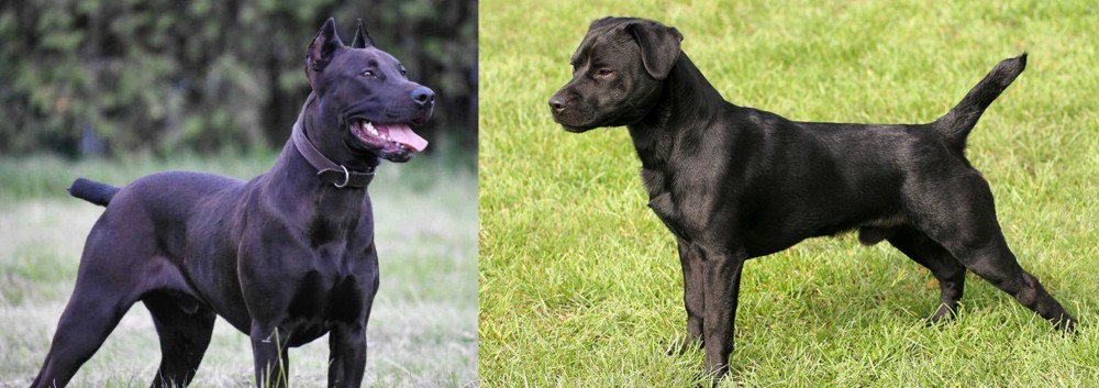 Patterdale Terrier vs Canis Panther - Breed Comparison
