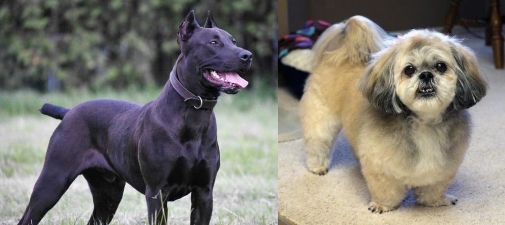 PekePoo vs Canis Panther - Breed Comparison