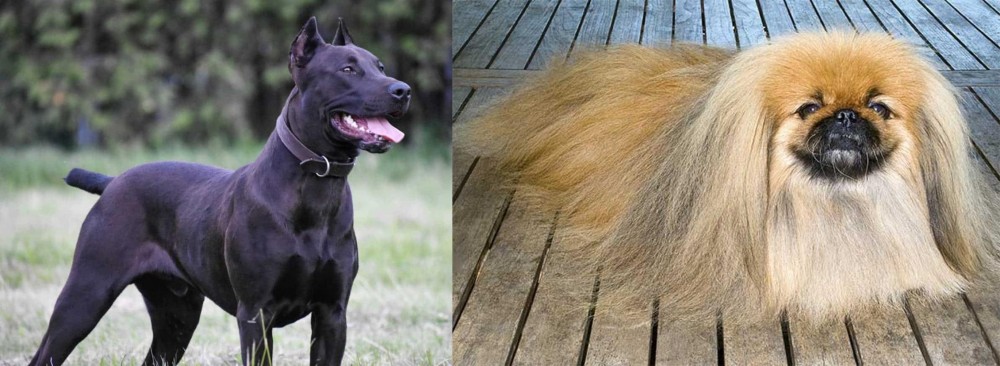 Pekingese vs Canis Panther - Breed Comparison
