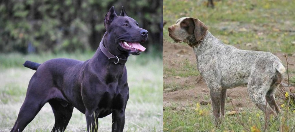 Perdiguero de Burgos vs Canis Panther - Breed Comparison