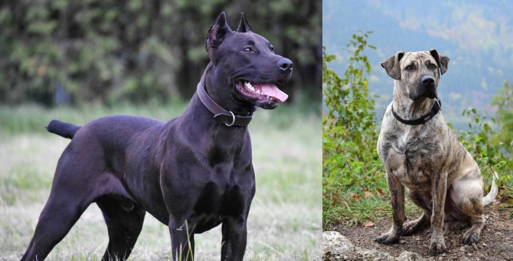 Perro Cimarron vs Canis Panther - Breed Comparison